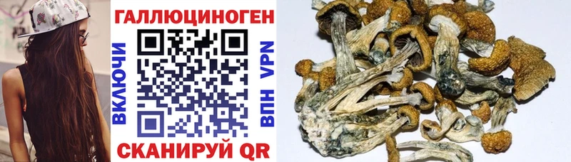 Галлюциногенные грибы Cubensis  Новоржев 